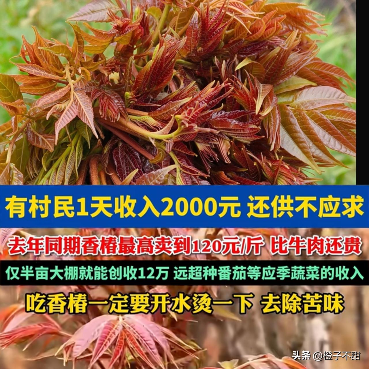 真不是我吹，有些村干部，才是老百姓真正的靠山。
 
河南这位村干部，听战友说上海
