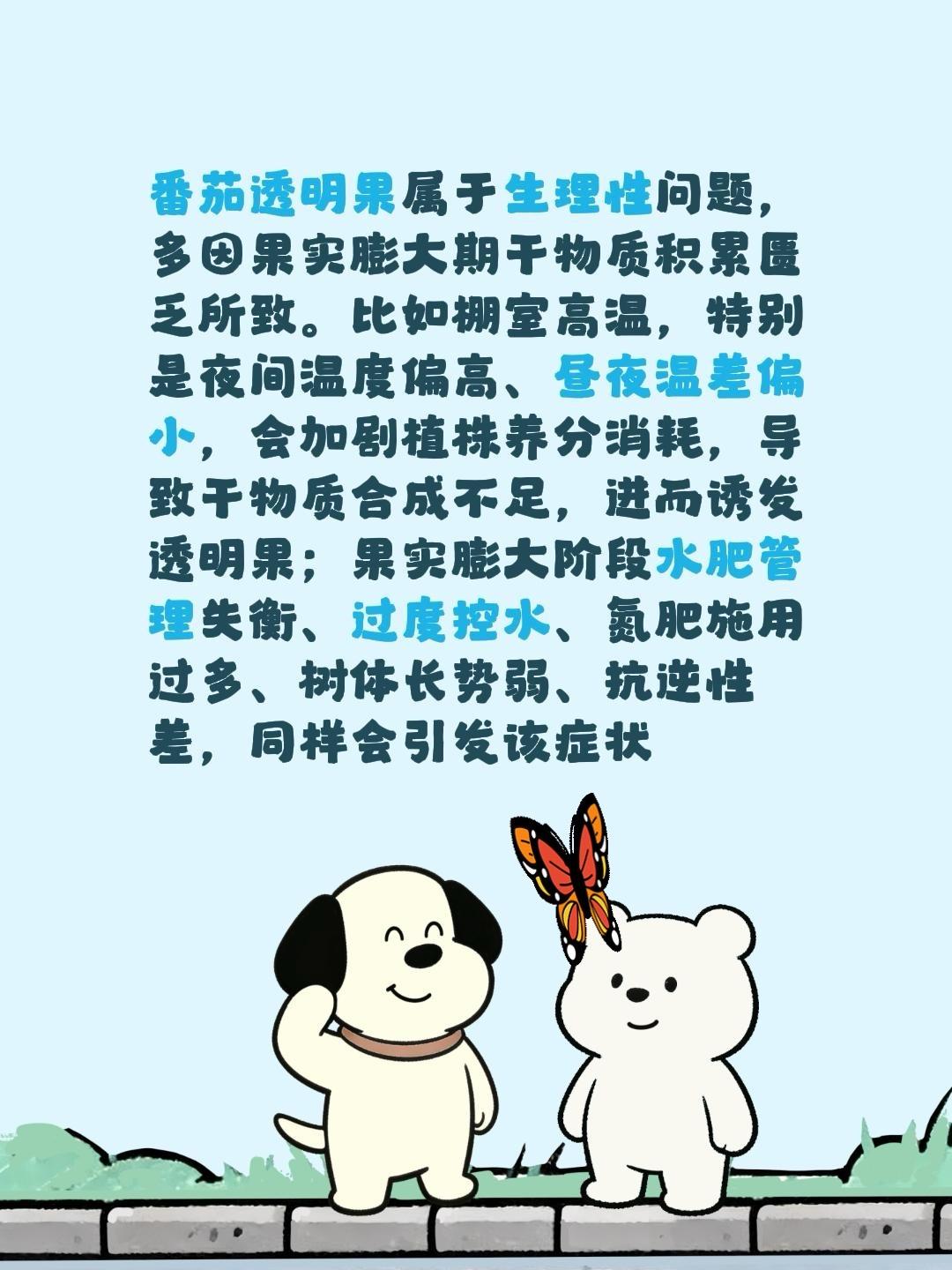 番茄透明果啥原因？我评论了@天宝农业技术服务 的作品：
番茄透明果属于生理性问题