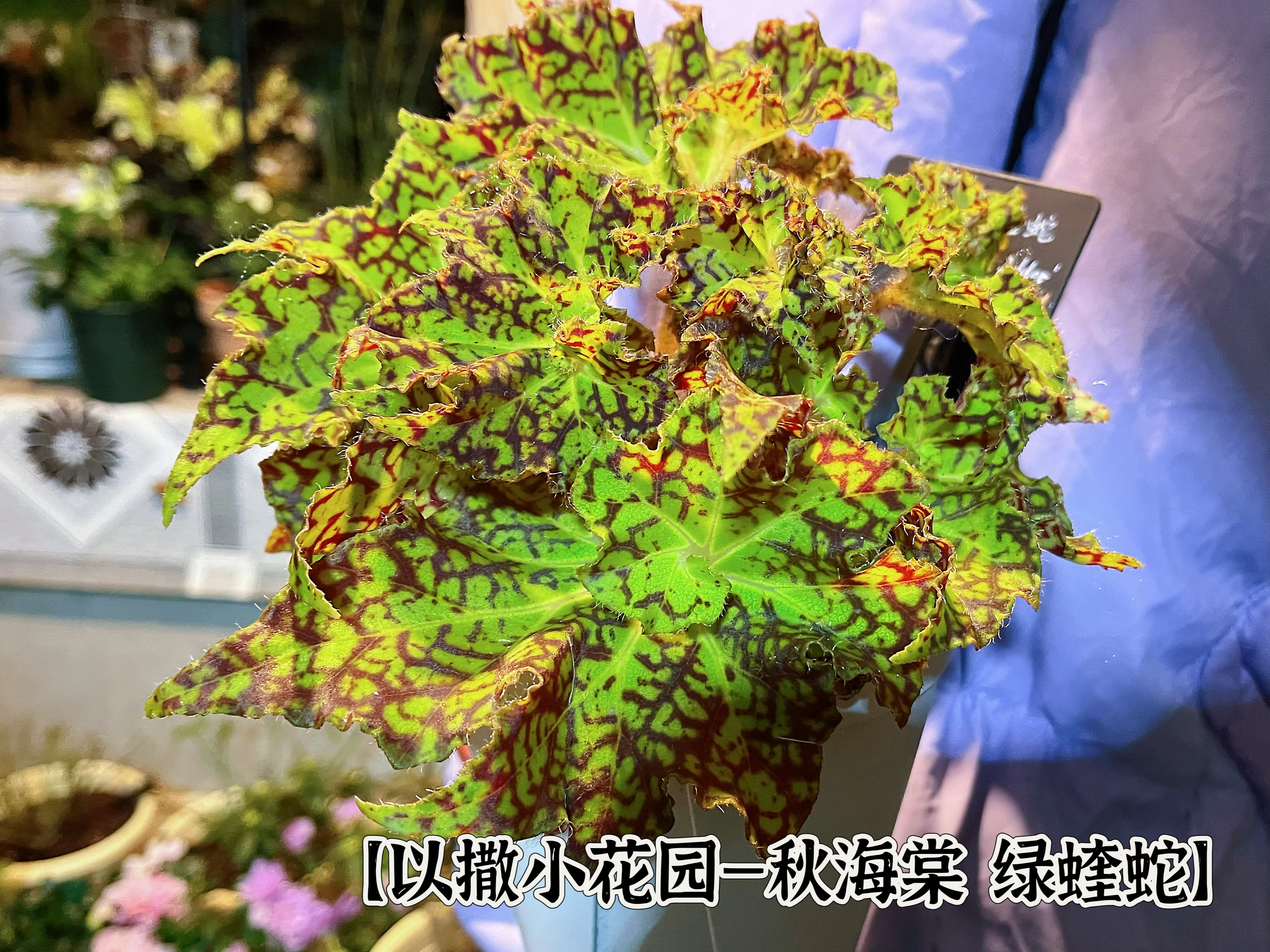 【以撒小花园—秋海棠 绿蝰蛇】Begonia “Green Adder” 