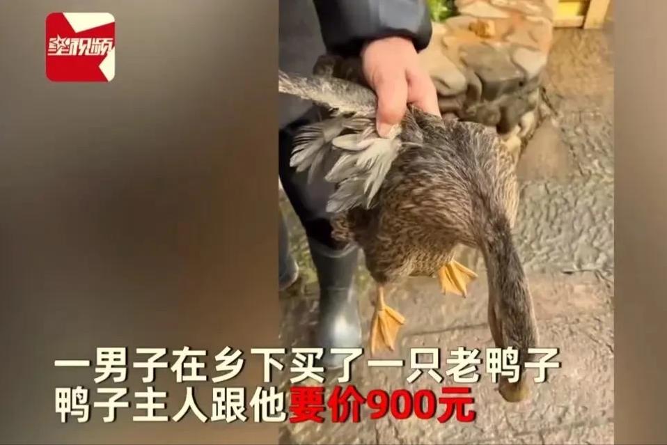 在江苏，一男子在农村看中一只5年老鸭，问鸭主人多少钱一只？鸭子主人说 900 一