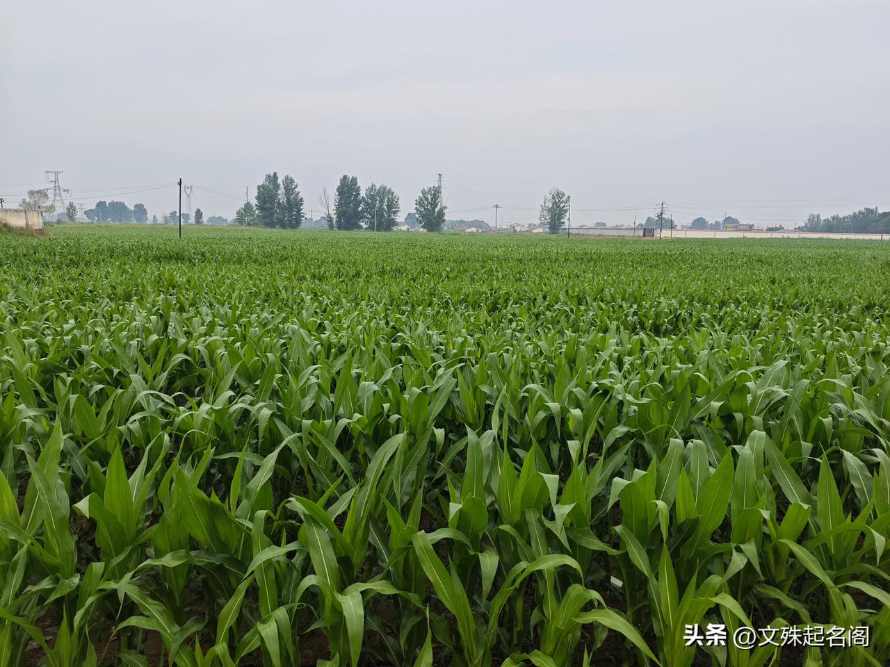 老天爷，能不能雨露均沾一下下啊？
全国不少地方都在下雨，唯独错过了内蒙古中西部区