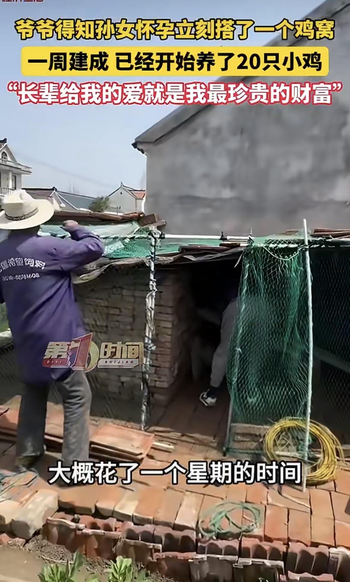 幸福！孙女刚说怀孕，南通爷爷连夜拉来一堆红砖，转头花一周盖了个豪华鸡窝，还抓了2
