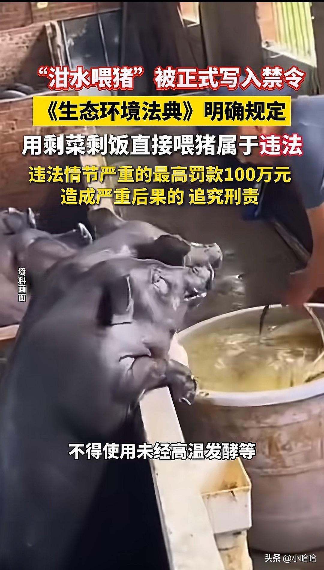 [捂脸]我家以前养的猪，吃剩菜剩饭常事……有的吃都不错了……猪那么大的肚子……
