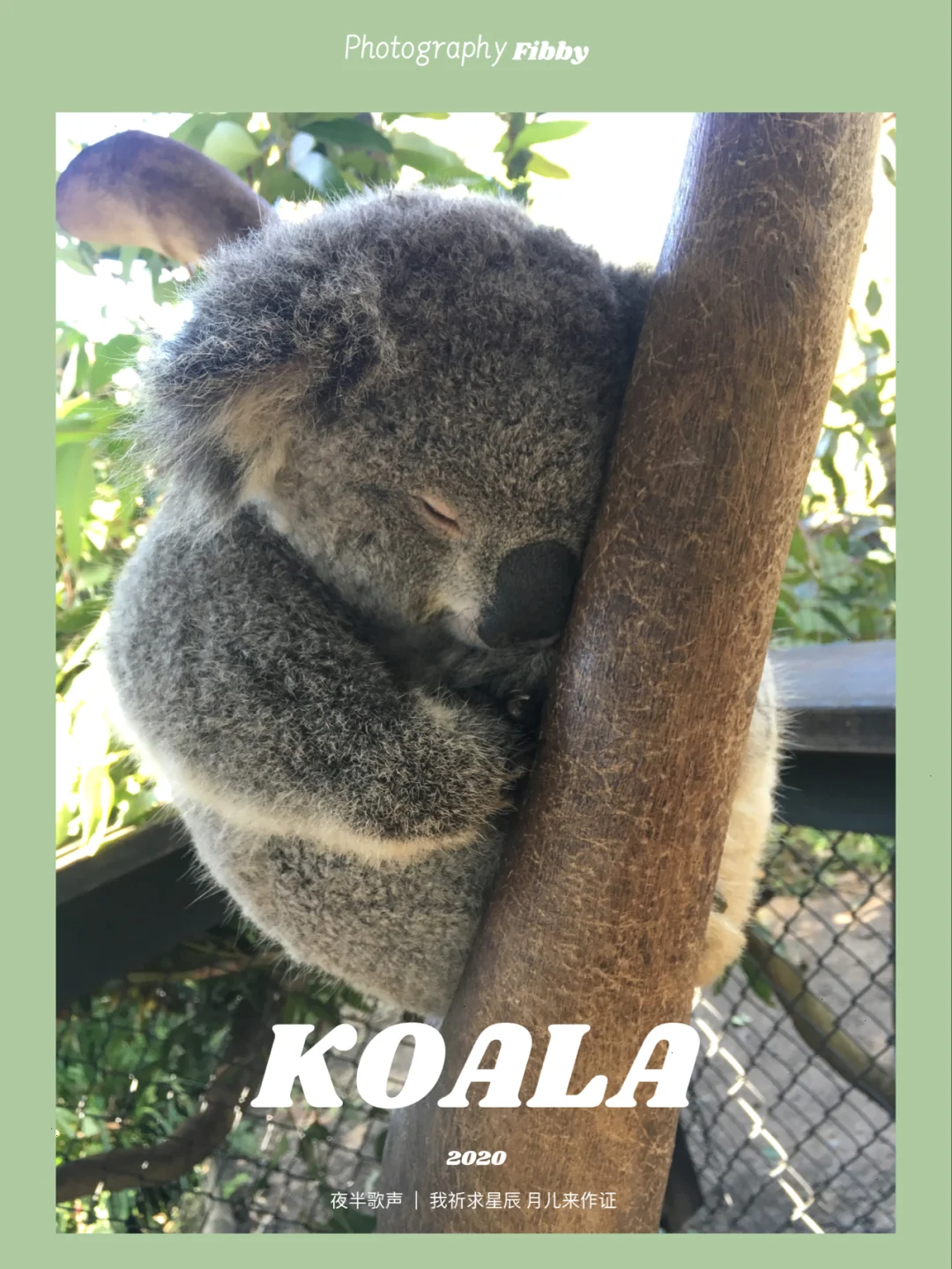 不去昆州在悉尼就可以摸考拉🐨喂袋鼠🦘啦❗️