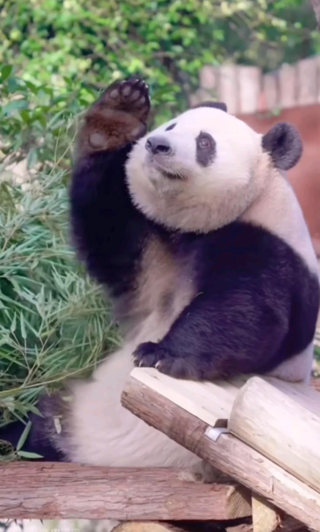 今天是国庆节，国宝大熊猫也祝伟大的祖国繁荣昌盛，生日快乐！#关爱大熊猫# #国庆