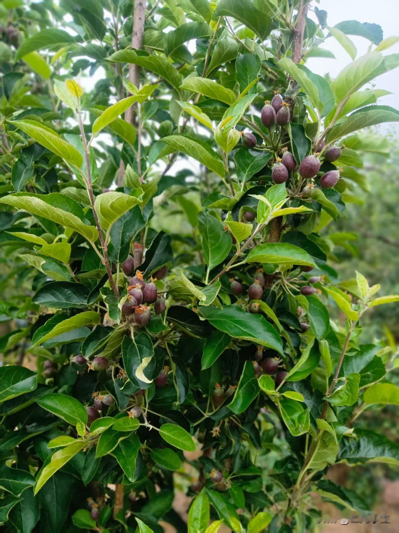 家里的活堆成山，但是还是要有条不紊的干，不能慌。

下午妹子妹夫来了，买了好多肉