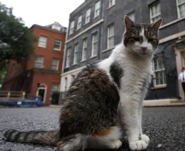 英国“首席捕鼠官”履职15周年， 见证6任首相成政坛动荡中的稳定象征

英国唐宁