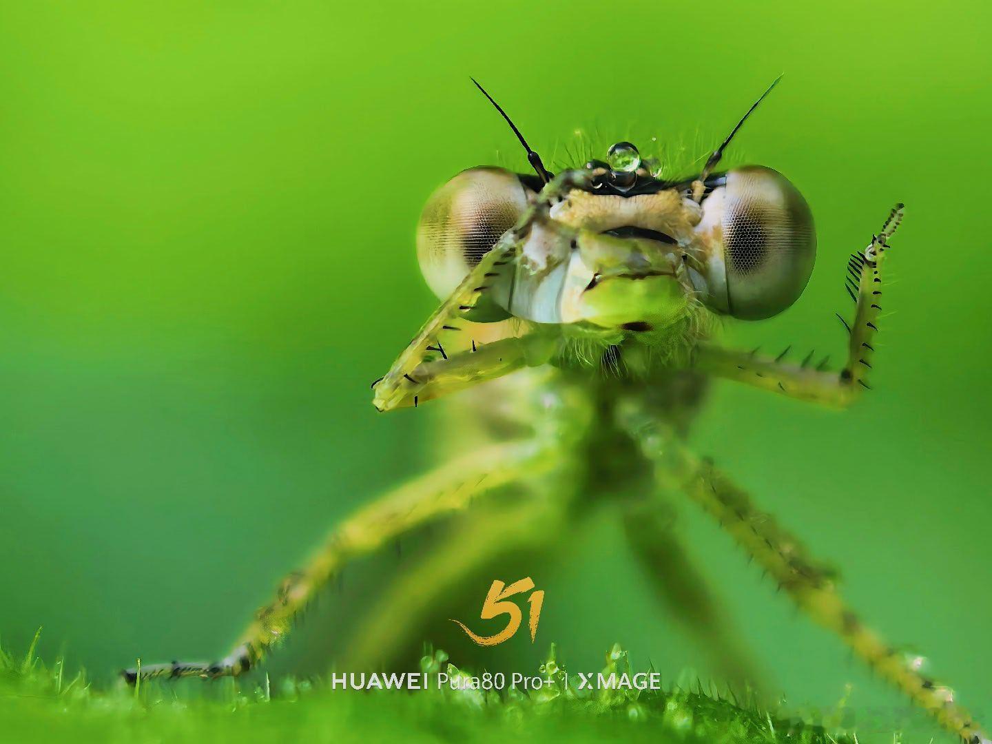 用镜头闯进微观世界，才发现豆娘也有大大的眼睛和软乎乎的小绒毛。头顶的露珠像颗透明