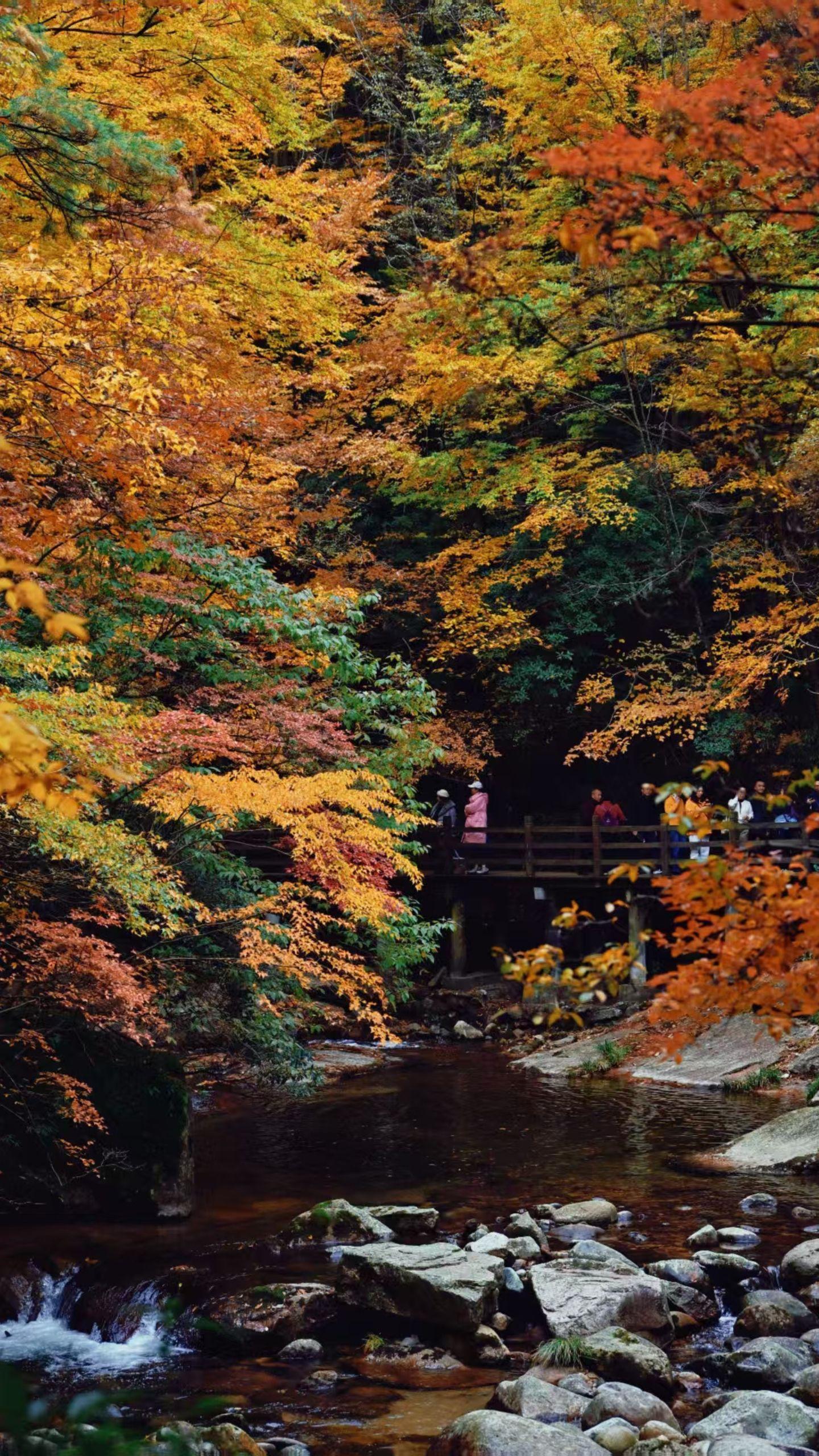 光雾山11月3日现状❗美疯了💯附攻略。2025.11.3！！刚玩回来...