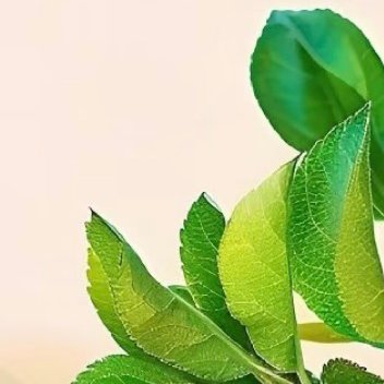石榴的种植方法:一、选苗优先嫁接苗，结果快；实生苗结果慢。选枝干健壮、根系完好，