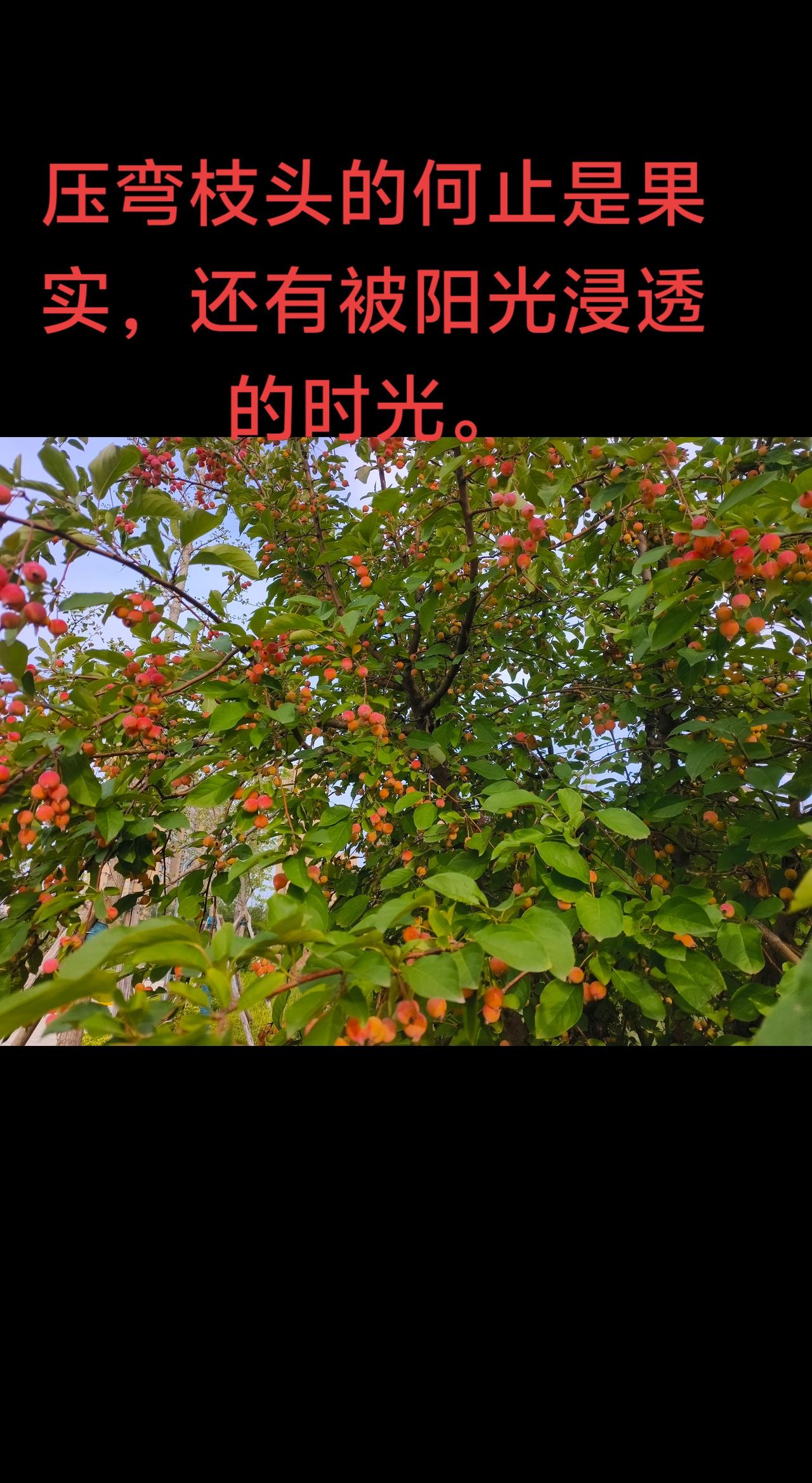 压弯枝头的何止是果实，还有被阳光浸透的时光！