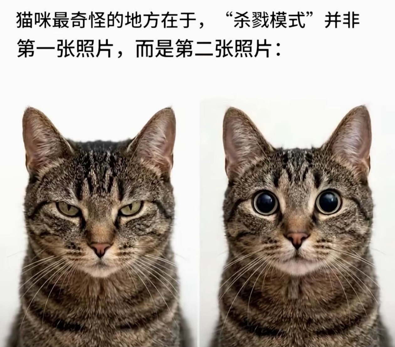 中国狸花