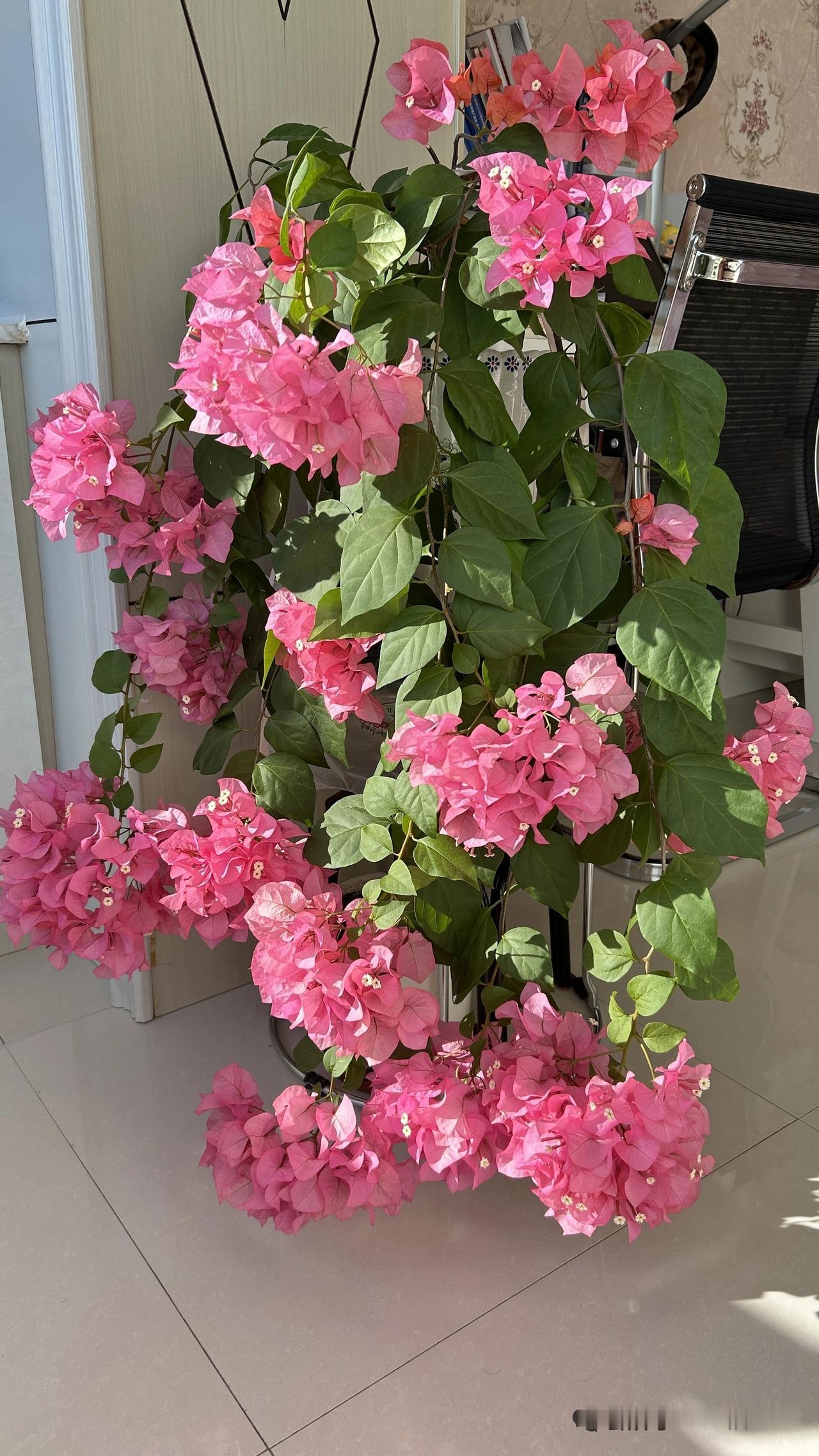 家人露面能增加直播的亲切感，让观众更容易亲近和信任主播。[鼓掌][鼓掌][来看我