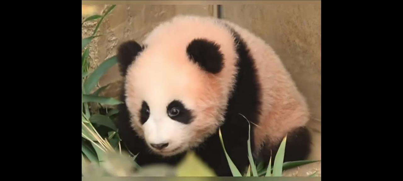福宝福公主的小妹妹小曙宝正式出道
让大家不禁想起了福宝的小时候
她和妈妈爱宝一起