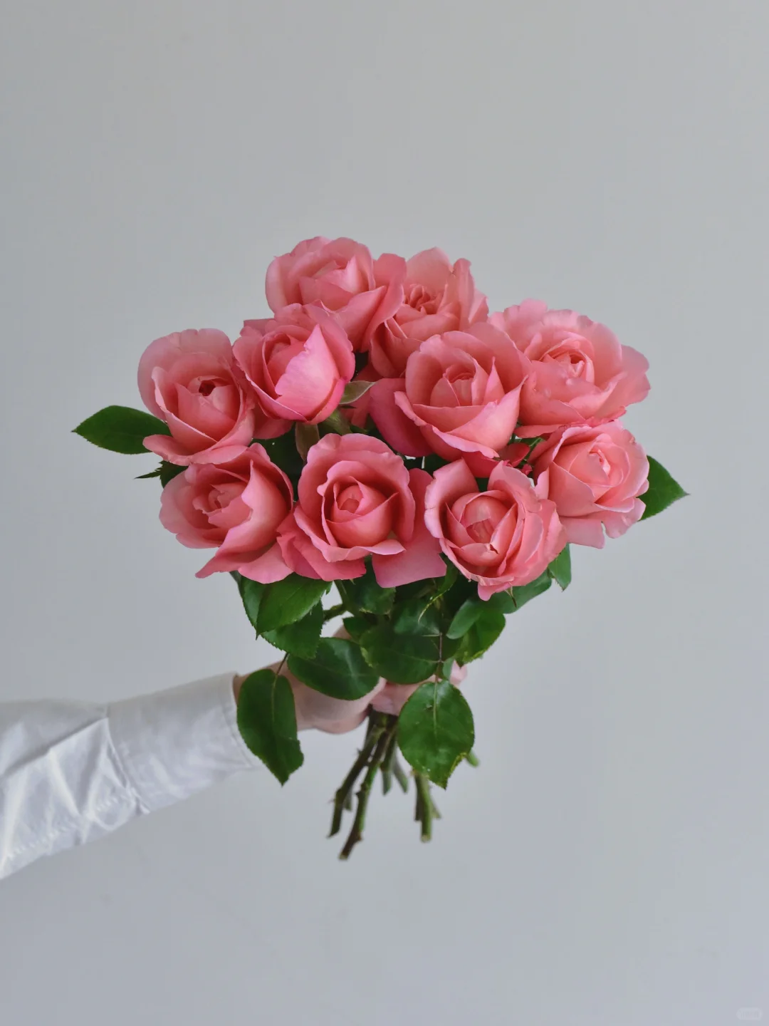 花栖玫瑰园·梅昂小姐