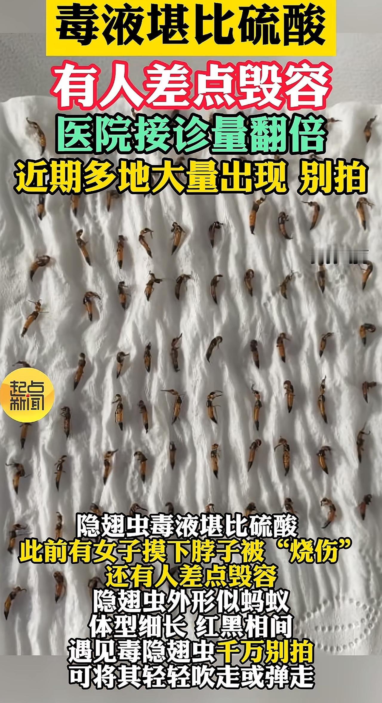 近日，医院隐翅虫皮炎患者翻倍增加的事引起广泛网友关注
河南山东等多地网友因徒手拍