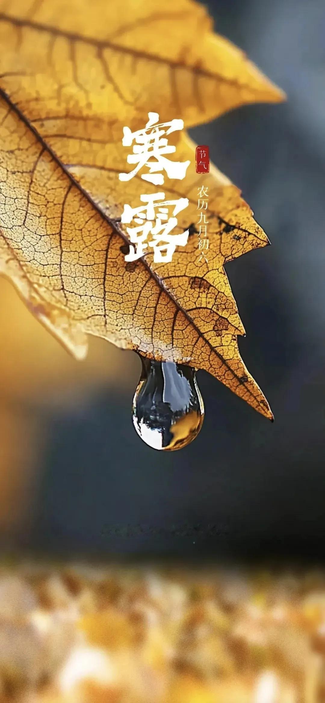 秋风阵阵寒露已至
时光的脚步从未停歇
寒露时节
昼夜温差较大
气候也由初秋的凉爽