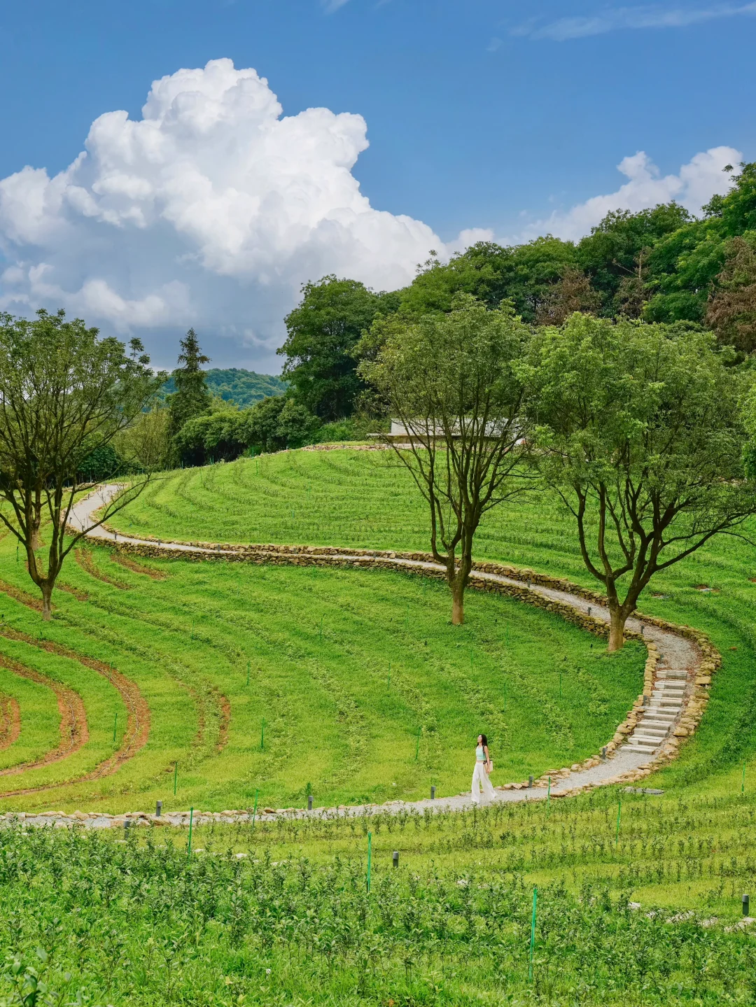 真在广州❗️这个山中秘境茶园真的太美了❗️