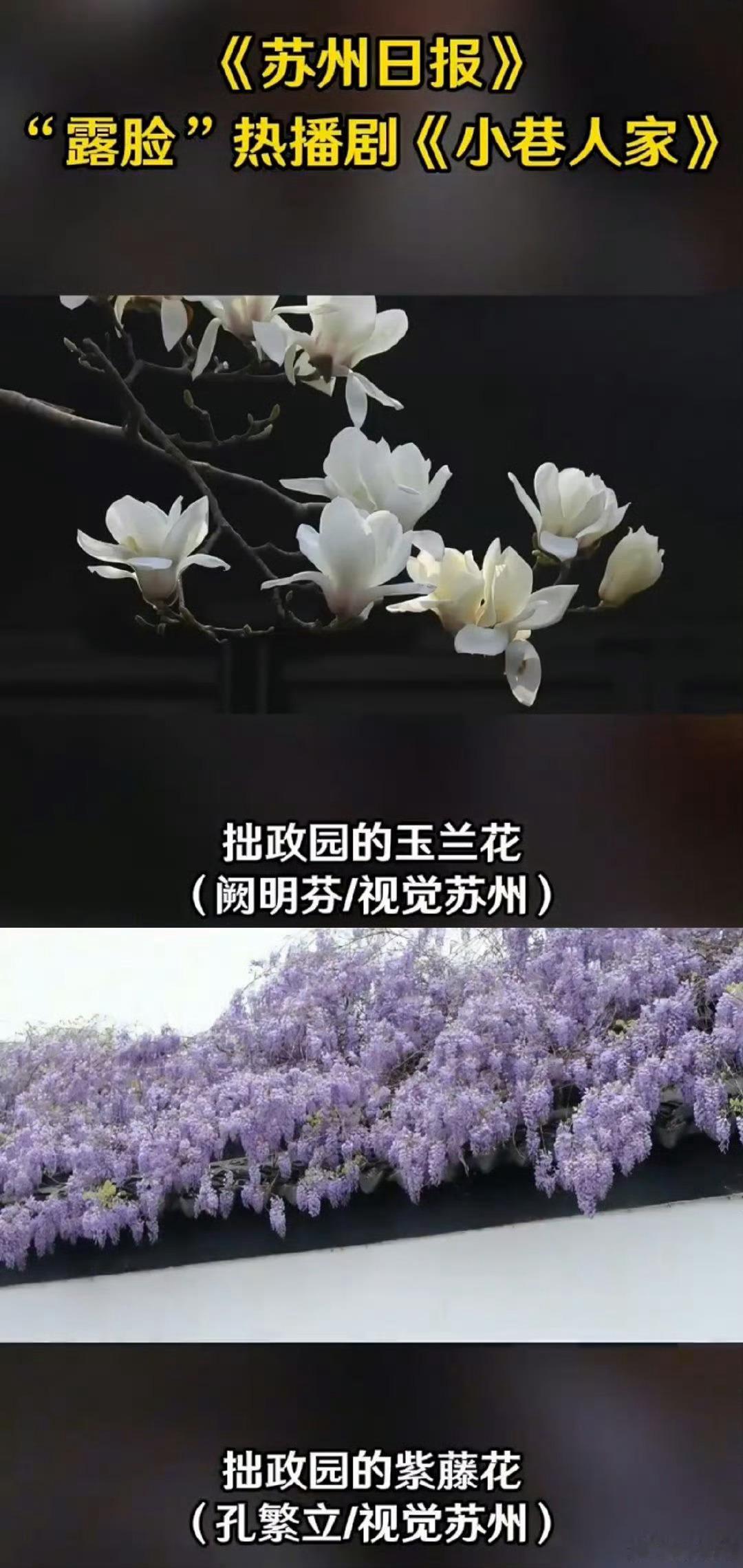 #小巷人家 苏州#没想到《小巷人家》 的故事发生在苏州哎，怪不得打开小巷就能感觉