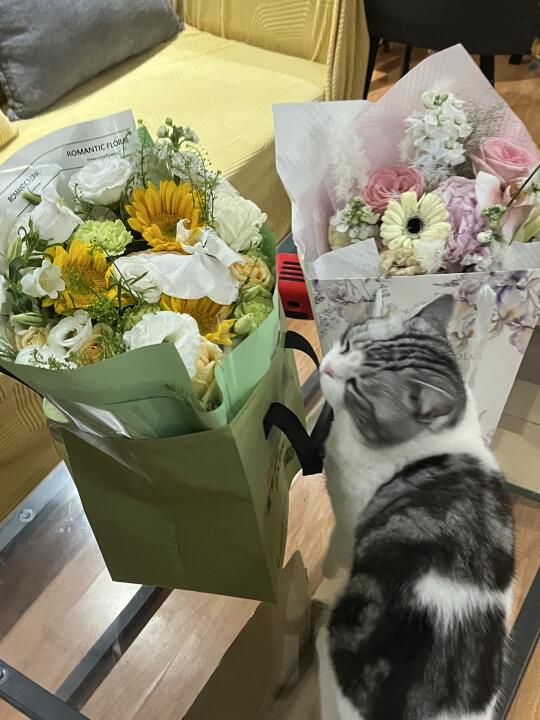 🌼🌸花花小咪