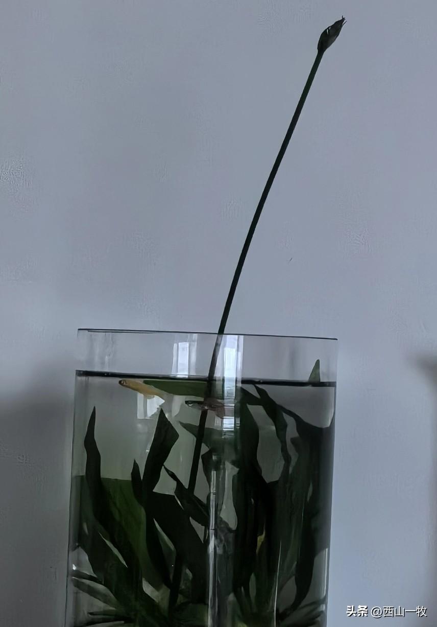 独秀一枝出水来，琉璃天界倚云栽。
纤尘不染投清影，但见新鲲绕碧苔。