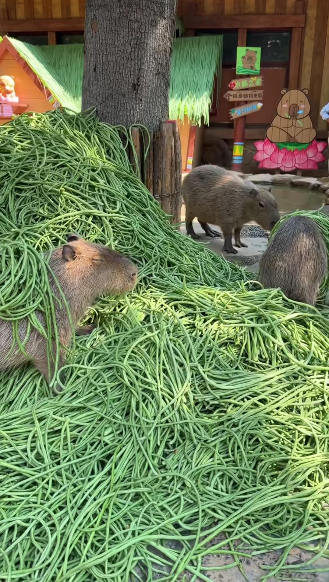 卡皮巴拉实现豆角子自由啦，豆角子披肩，豆角子派对，反正到处都是豆角子，那只更是吃