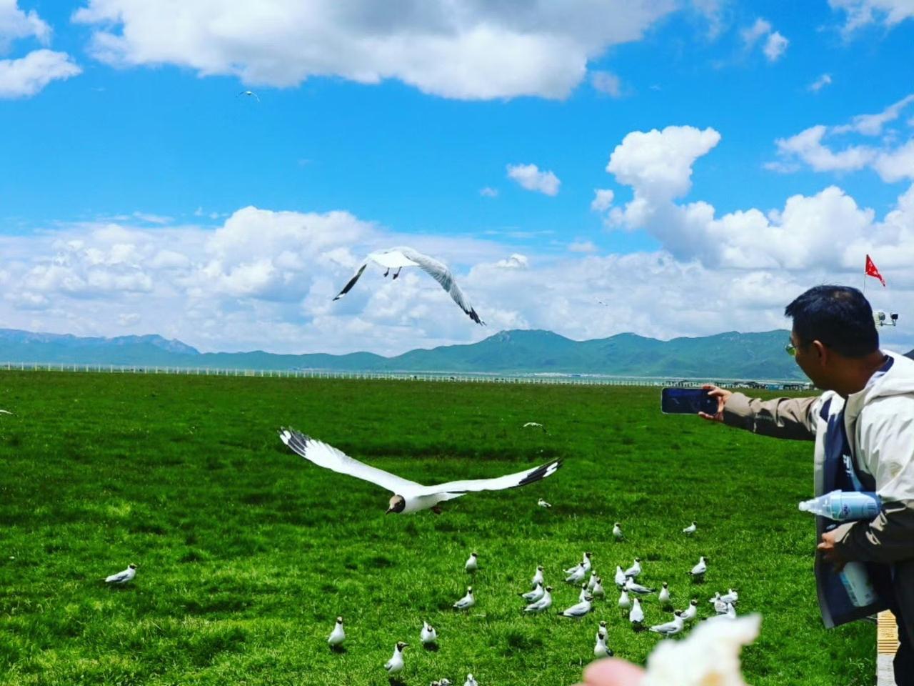 【若尔盖花湖｜鸥鸟会主动靠近你】 

在若尔盖花湖，最美的不是风景，而是风景愿意