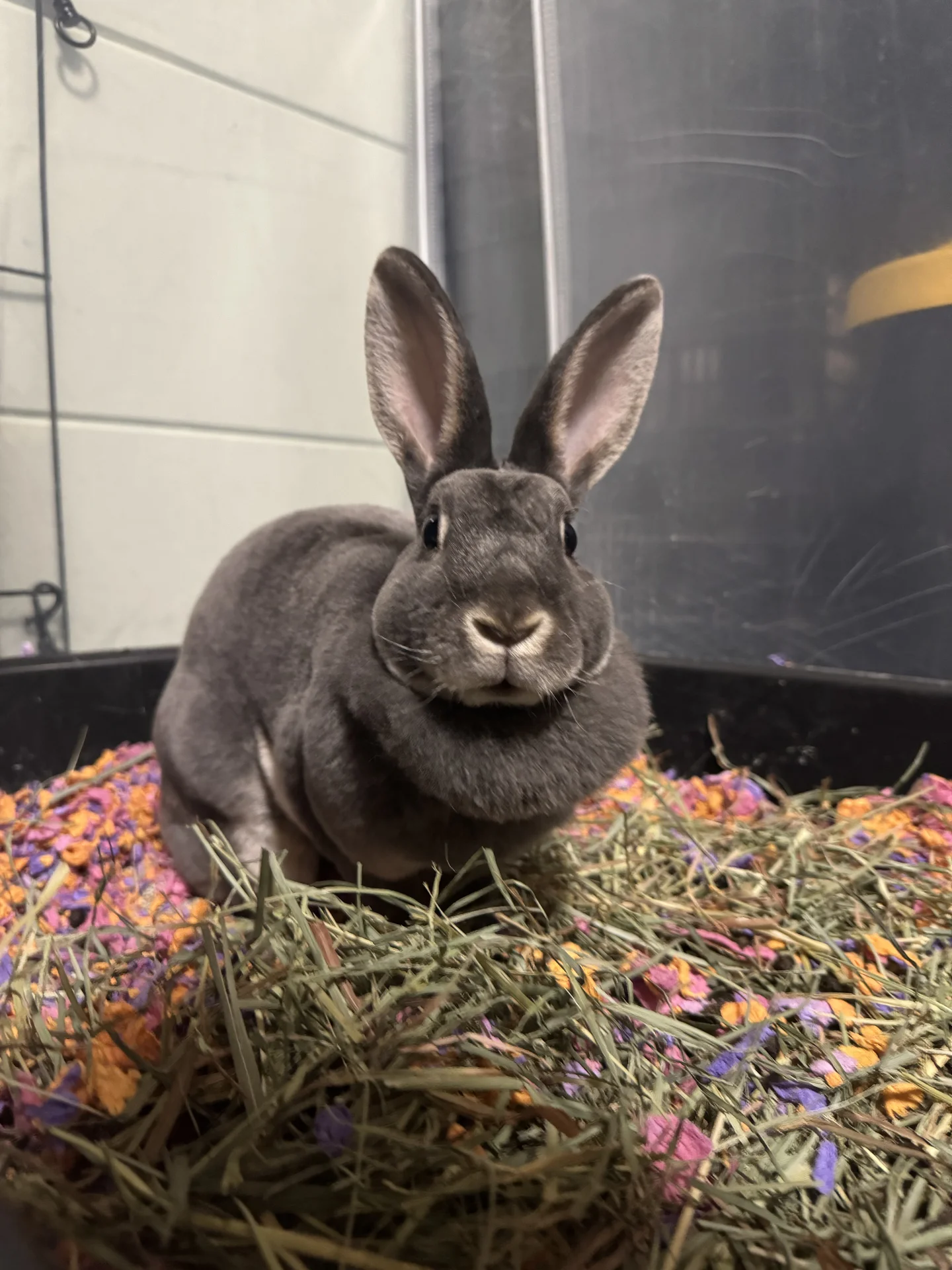 🐰🐰库洛米好可爱好可爱🥰