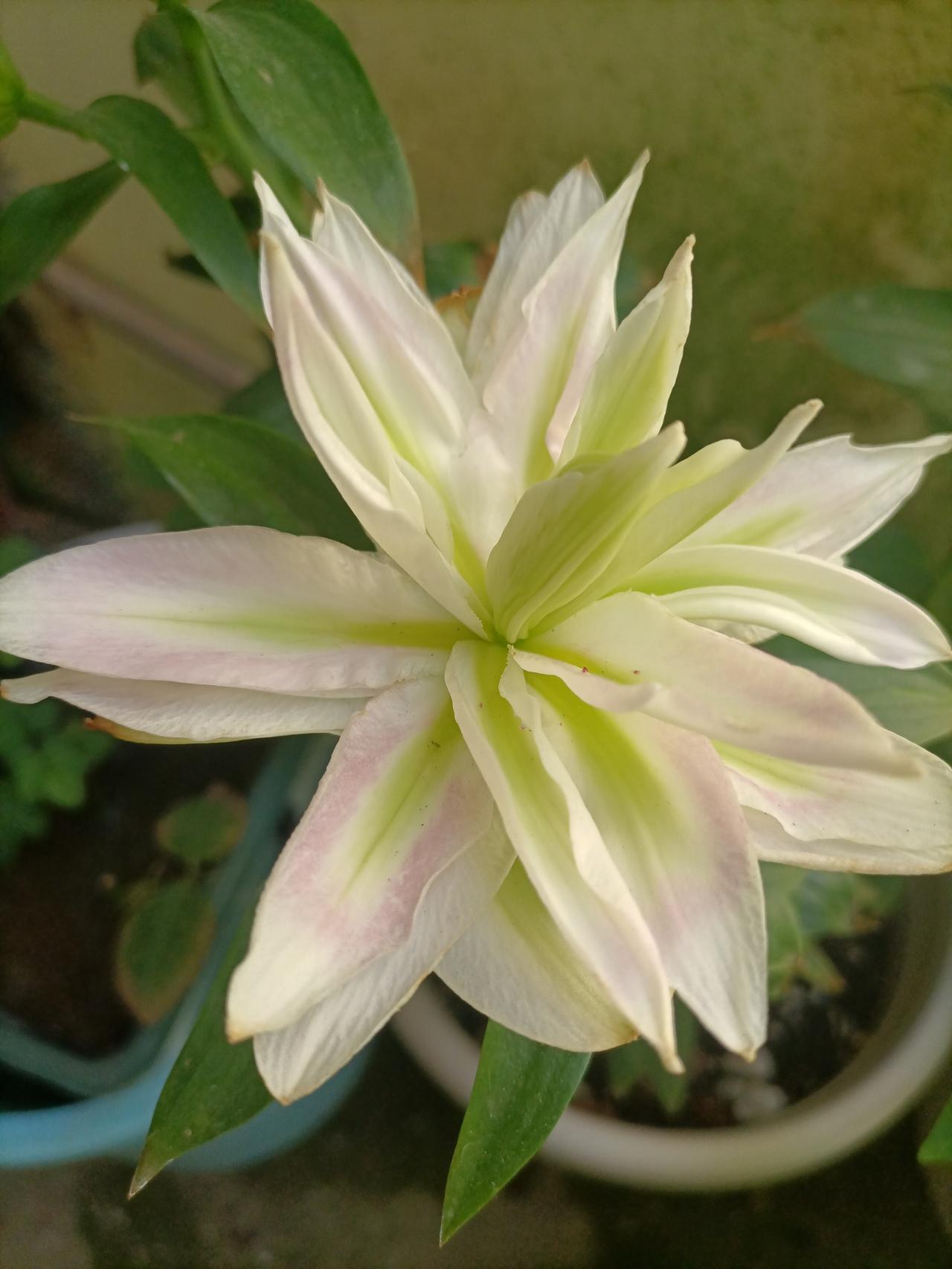 【夏之韵·夏日的重瓣东方百合】分享你随手拍得风景
酷热的仲夏，遇见清新淡雅、清香