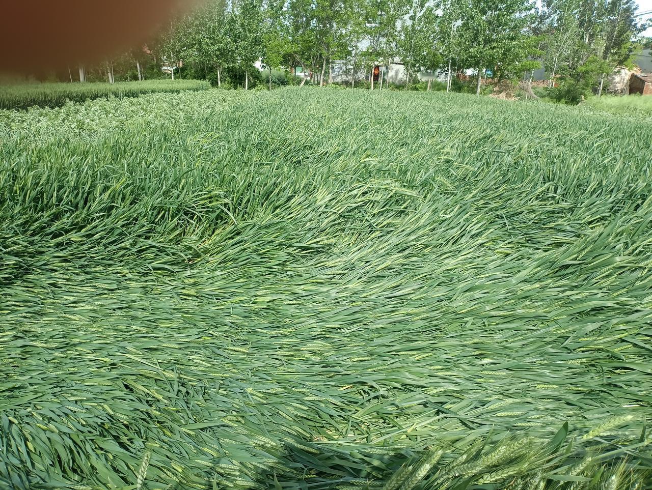 昨晚的一场北风，可不小啊。
  昨天晚上九点多，河南豫东，北风从北边开始南下，幸