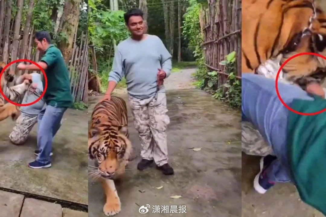 【#印度游客摸老虎屁股自拍被袭击#】#动物专家谈老虎屁股摸不得# 泰国普吉岛知名
