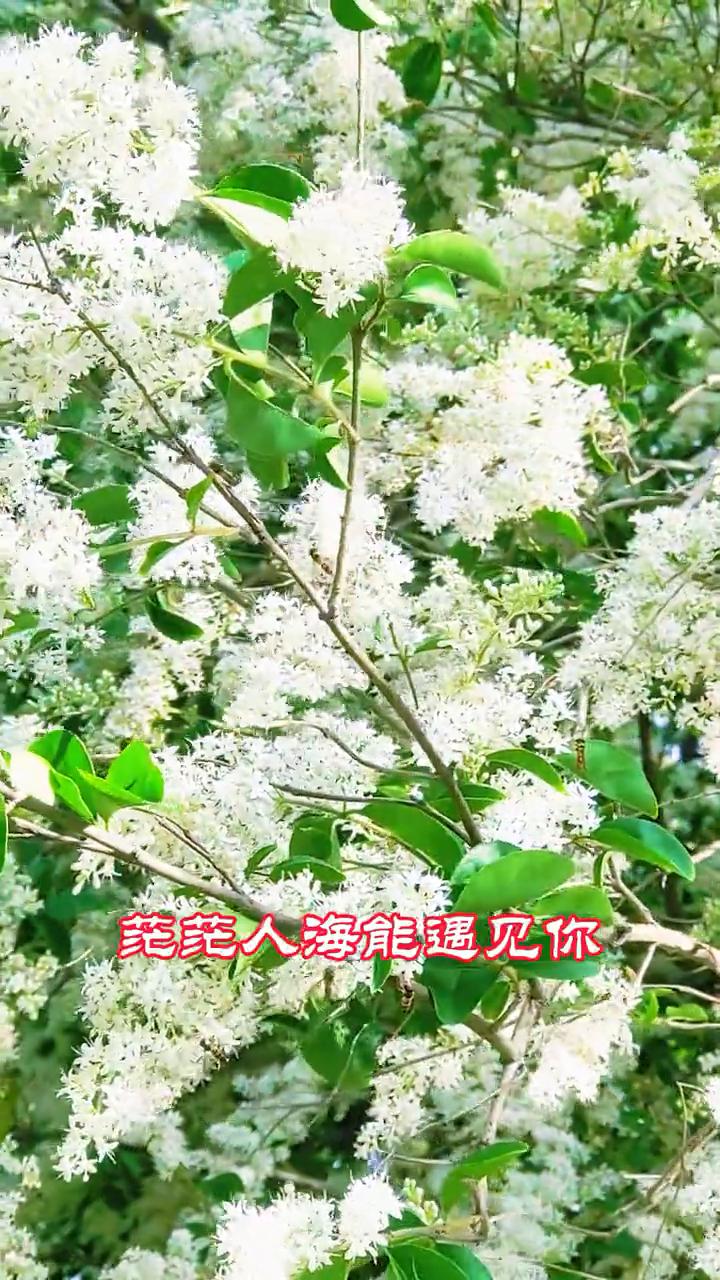 茫茫人海能遇见你，是命中奇迹。不管未来多不容易，此生都是你。