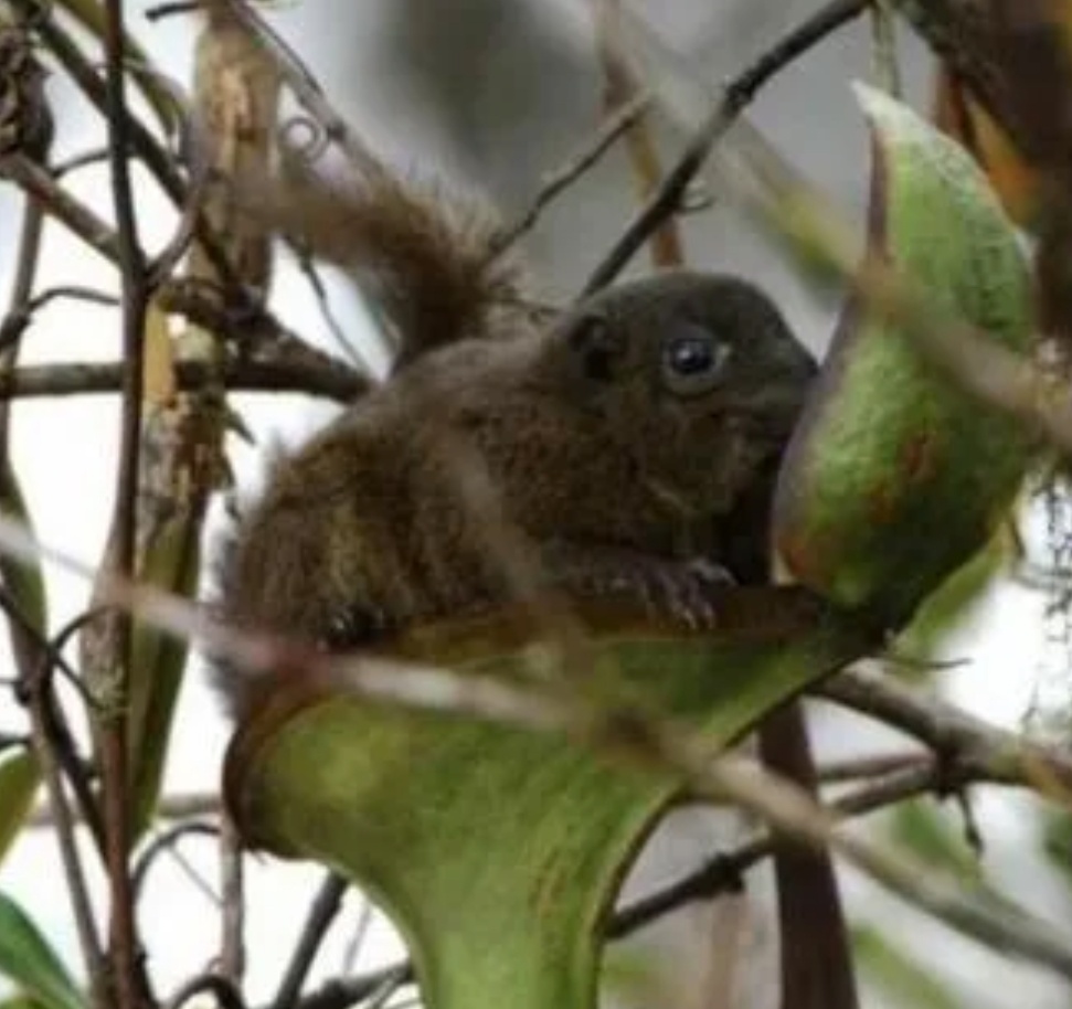 每天一条冷知识 劳氏猪笼草的盖子会分泌一种长得像白色糖蜜的“泻药”，有时候树鼩会