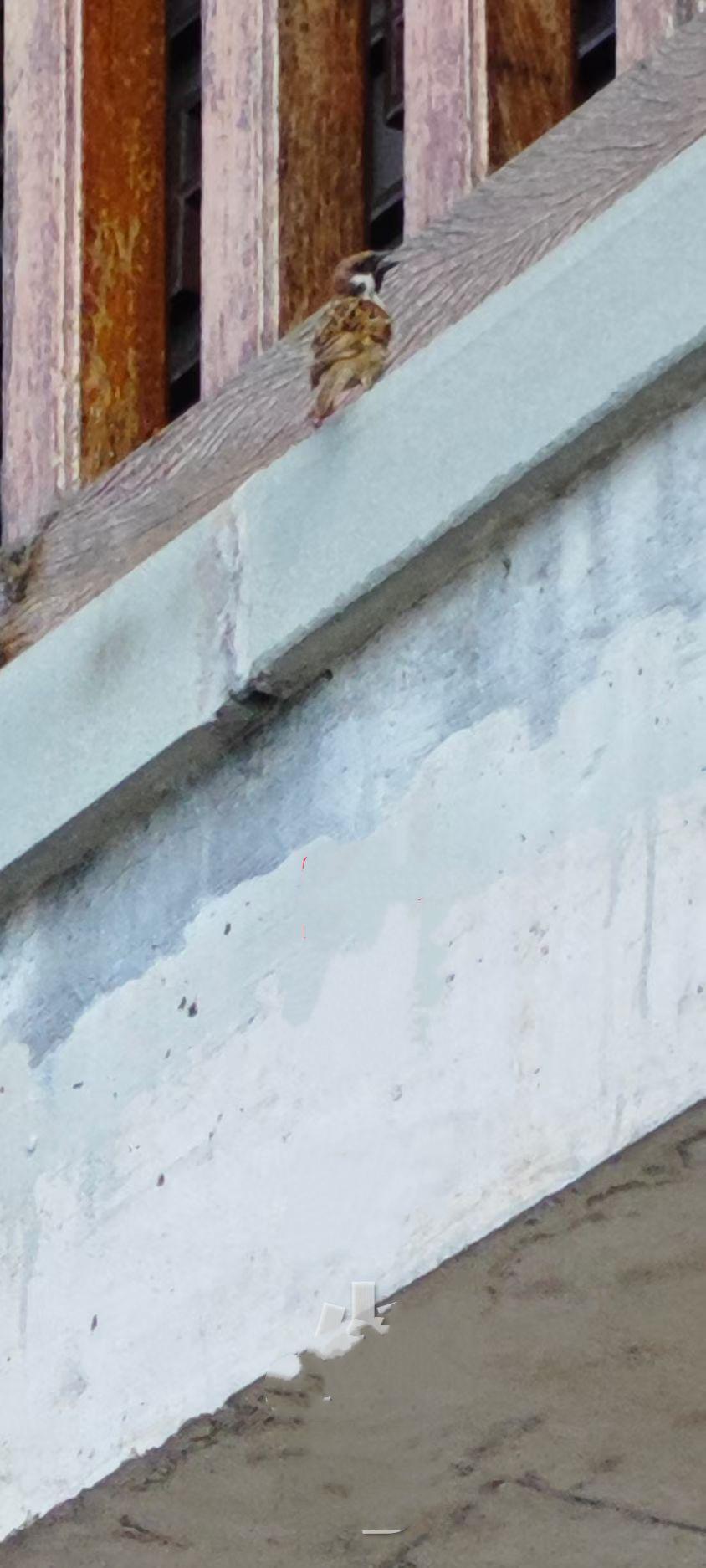 （原创）
发现一只小鸟……