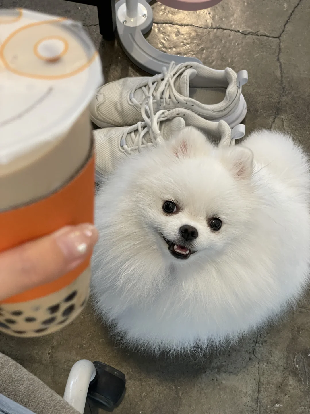 妈妈说小狗不能喝奶茶 是不是骗我的