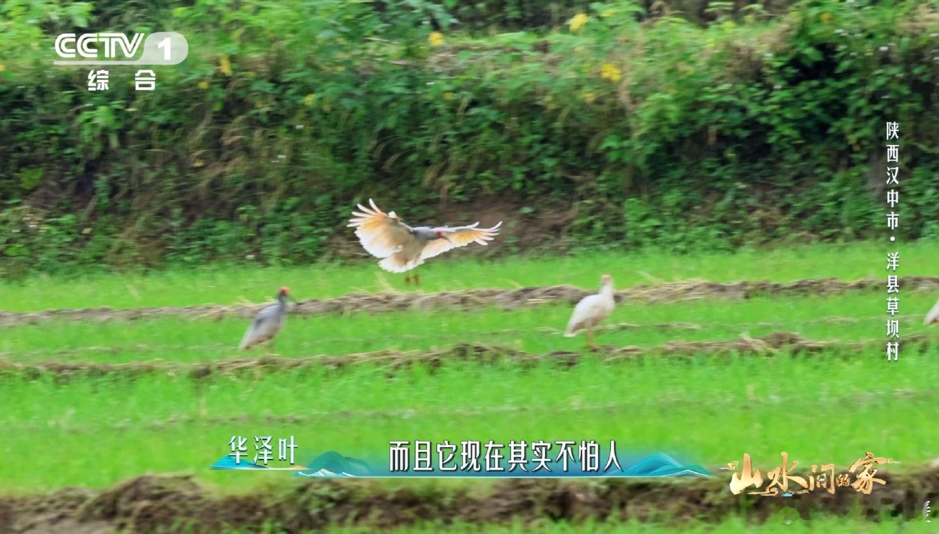 国宝和村民各忙各的 朱鹮和村民的日常超有爱🥰！农民田间忙碌，国宝一旁干饭。从寥