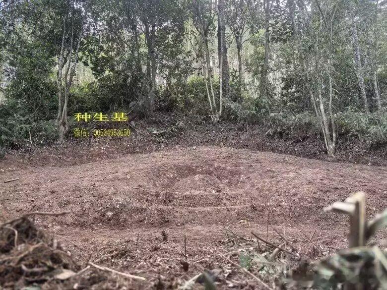 应某局长之重托种生基；种生基催官、功名、保命、增寿、求婚、求子、启智、进禄、招财