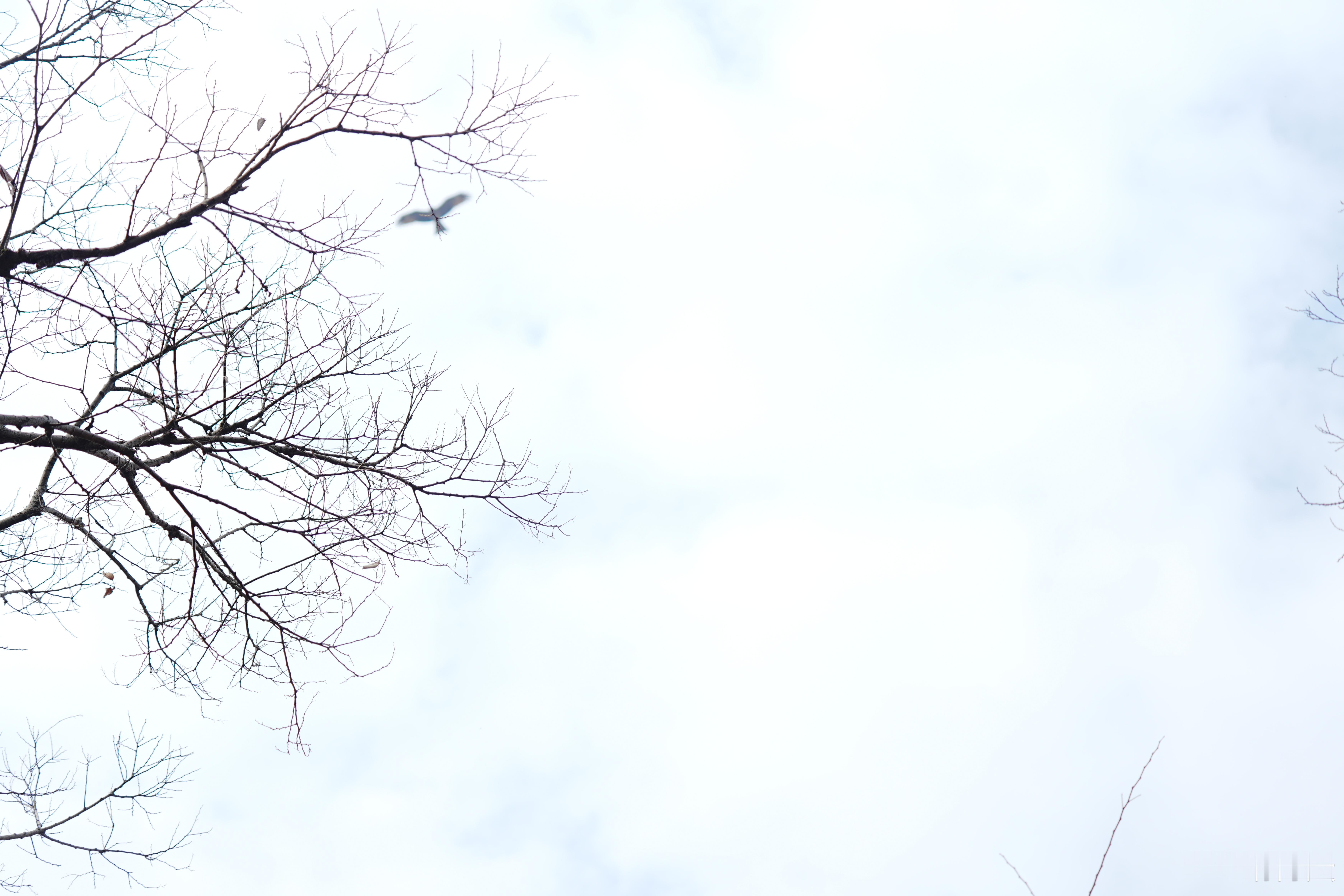 翱翔九天蜗的摄影日记