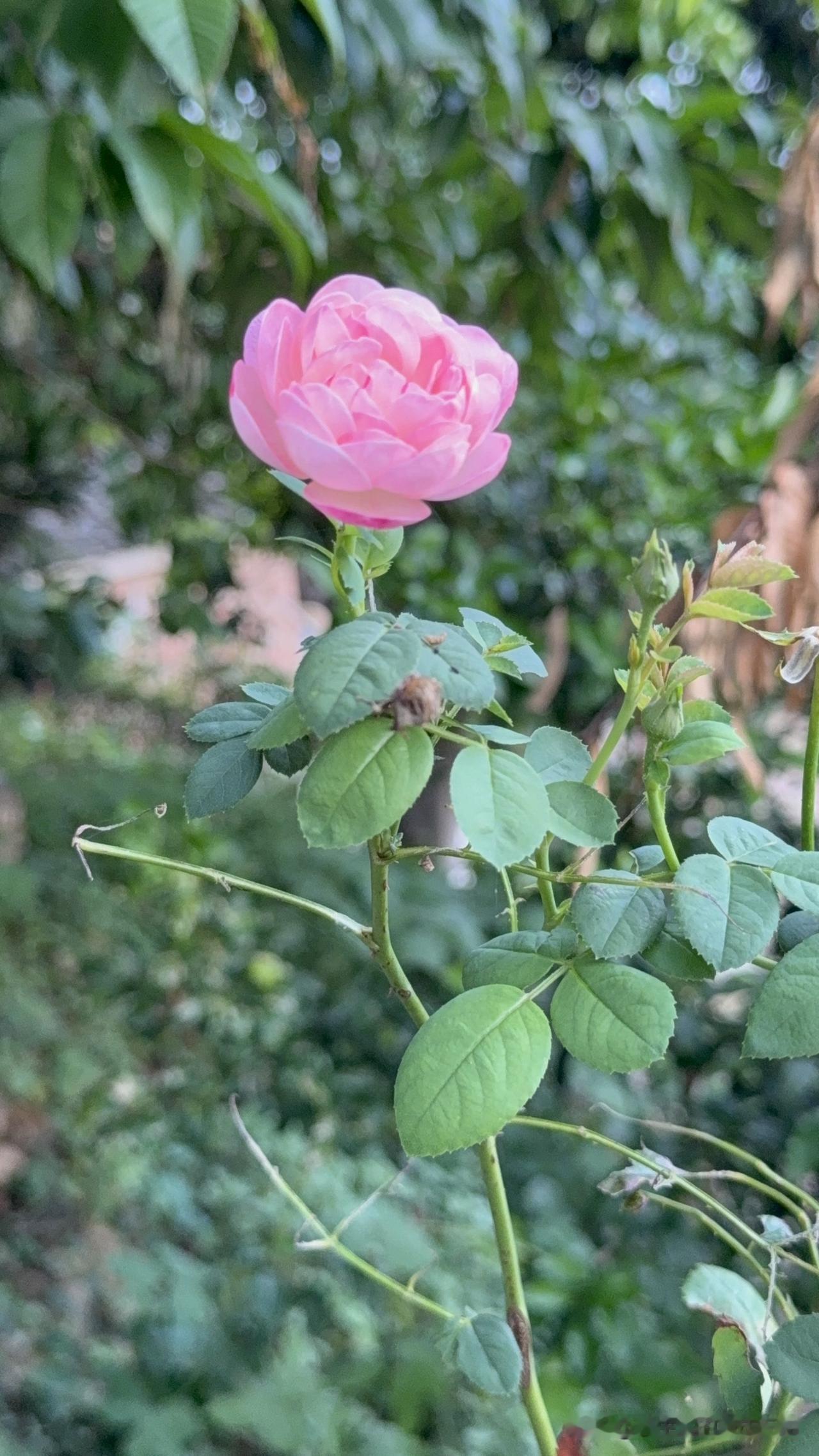 闲暇的傍晚
回到农村，虽然重庆的夏天很热，今天天气格外凉爽，早晨下了几场断断续续