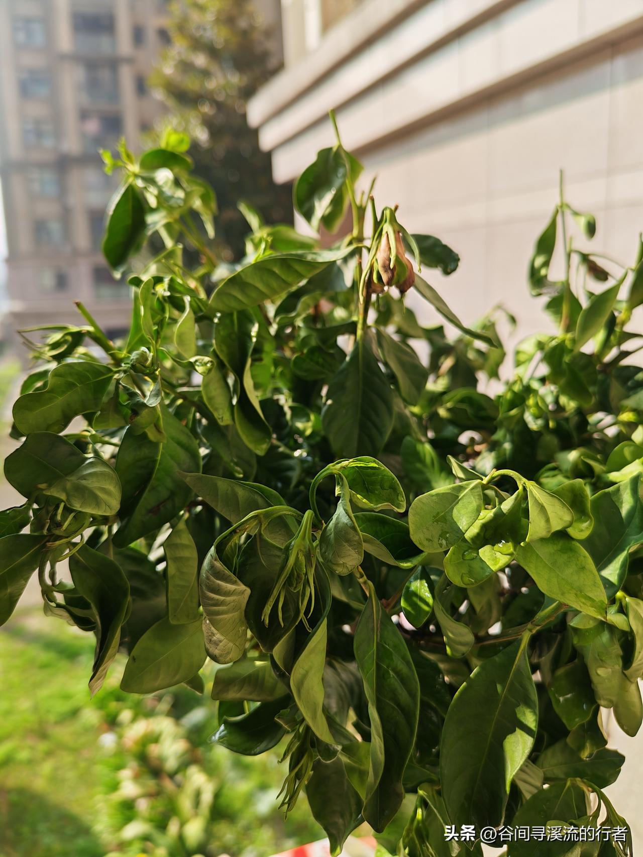 救命！女神节送的花，一盆开爆一盆快死了！
 
3月8号给老婆买了两盆花，康乃馨那