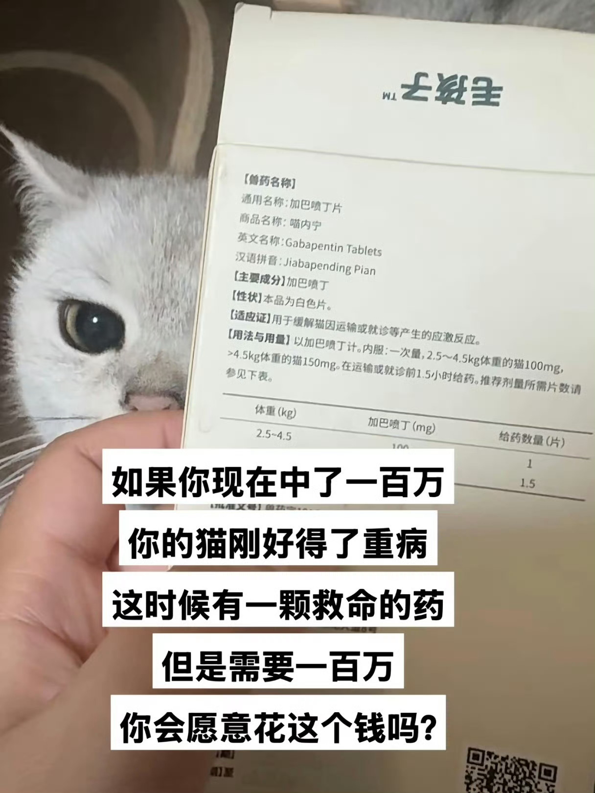 养猫人会怎么选呢 ​​​