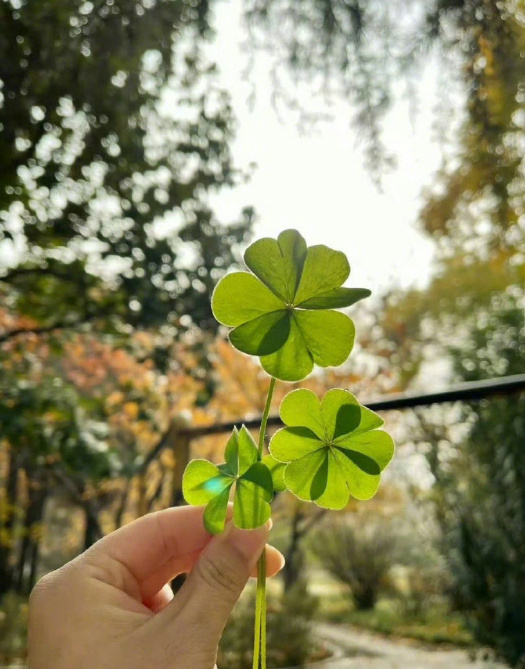 刷到四叶草许个愿吧，一定会实现！ 