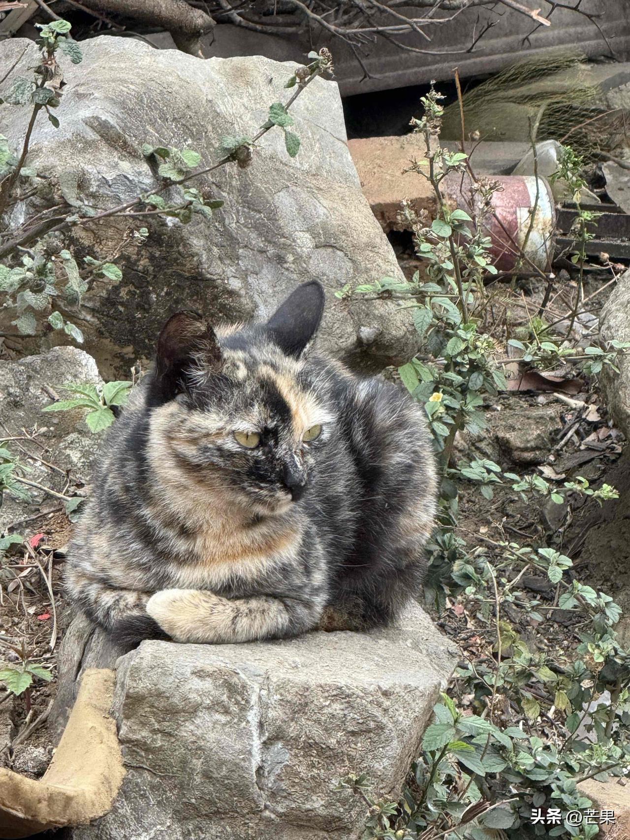 分享一张最可爱的猫咪照片 猫系萌照 猫咪ø 猫美图