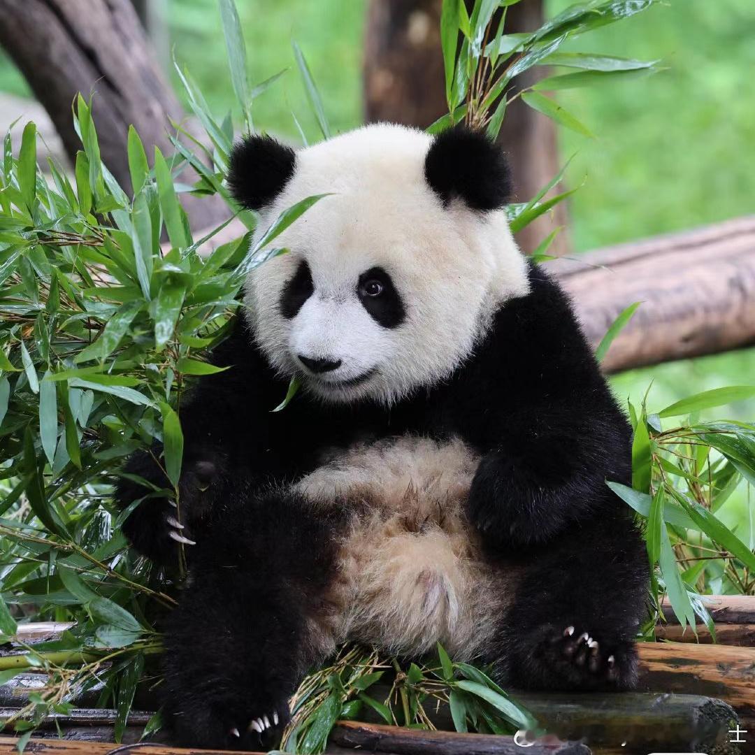 熊猫🐼每日一善善良是一种美德，善良是一种远见， 善良是一种自信，善良是一种精神