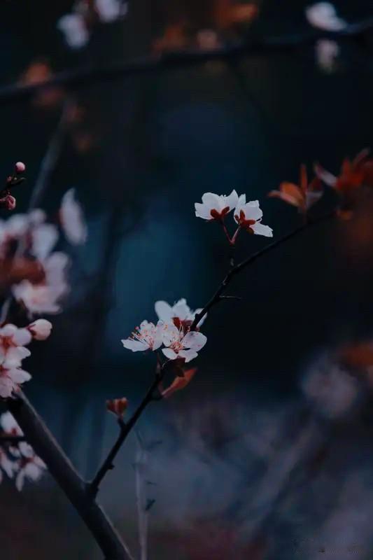 深花枝，浅花枝，深浅花枝相间时

晨起漫步街边，一树繁花撞入眼帘。深花浓郁，浅花