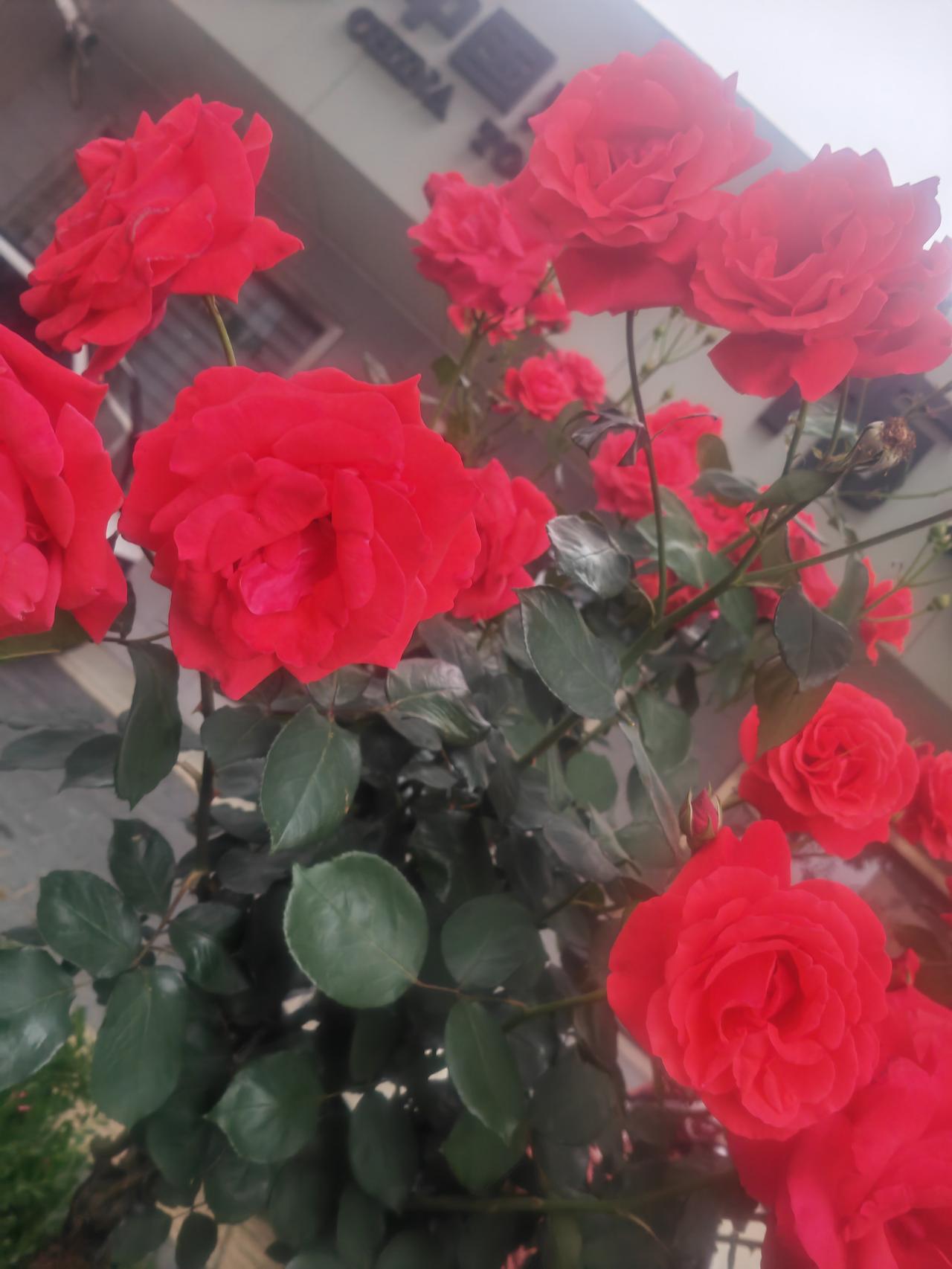 月季花