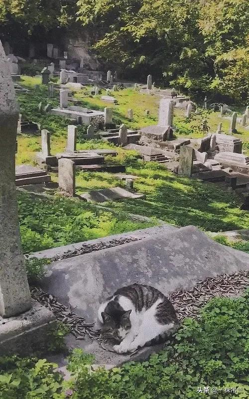 一只偶然闻入墓地的流浪猫，被人说成是在三年前追逐逝去的主人来到墓地，在主人墓碑前