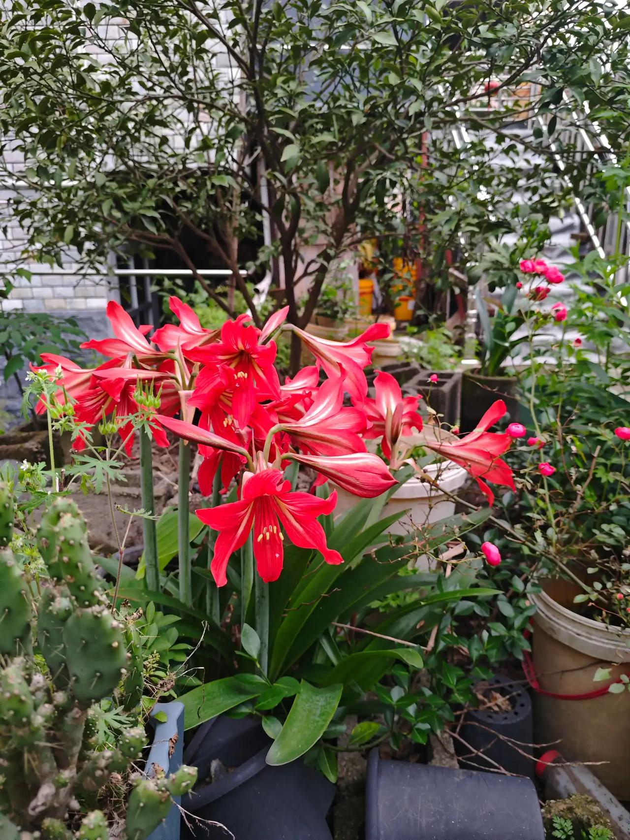 “蜓落荷尖动，蜂来花开颜”，这画面简直美爆了！想象一下，一只蜻蜓轻盈地落在荷尖上