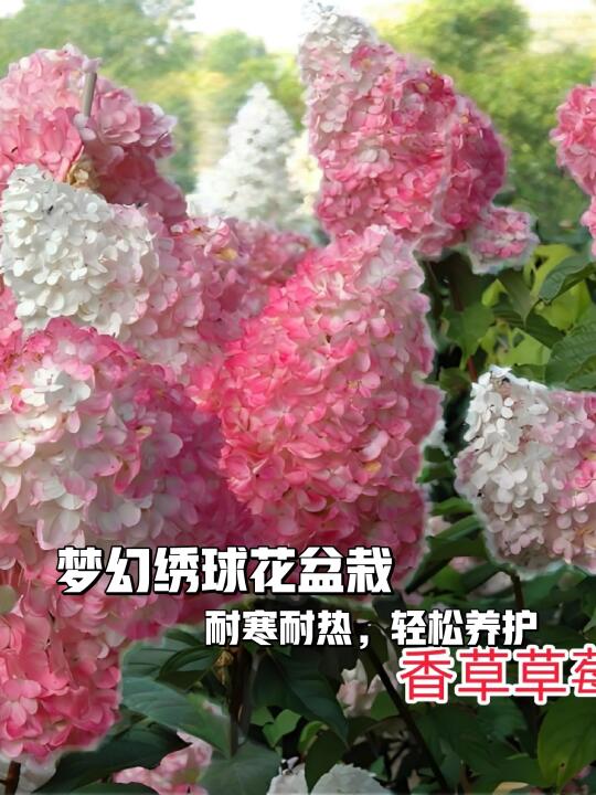 🌿新手懒人必备！梦幻绣球花🌸