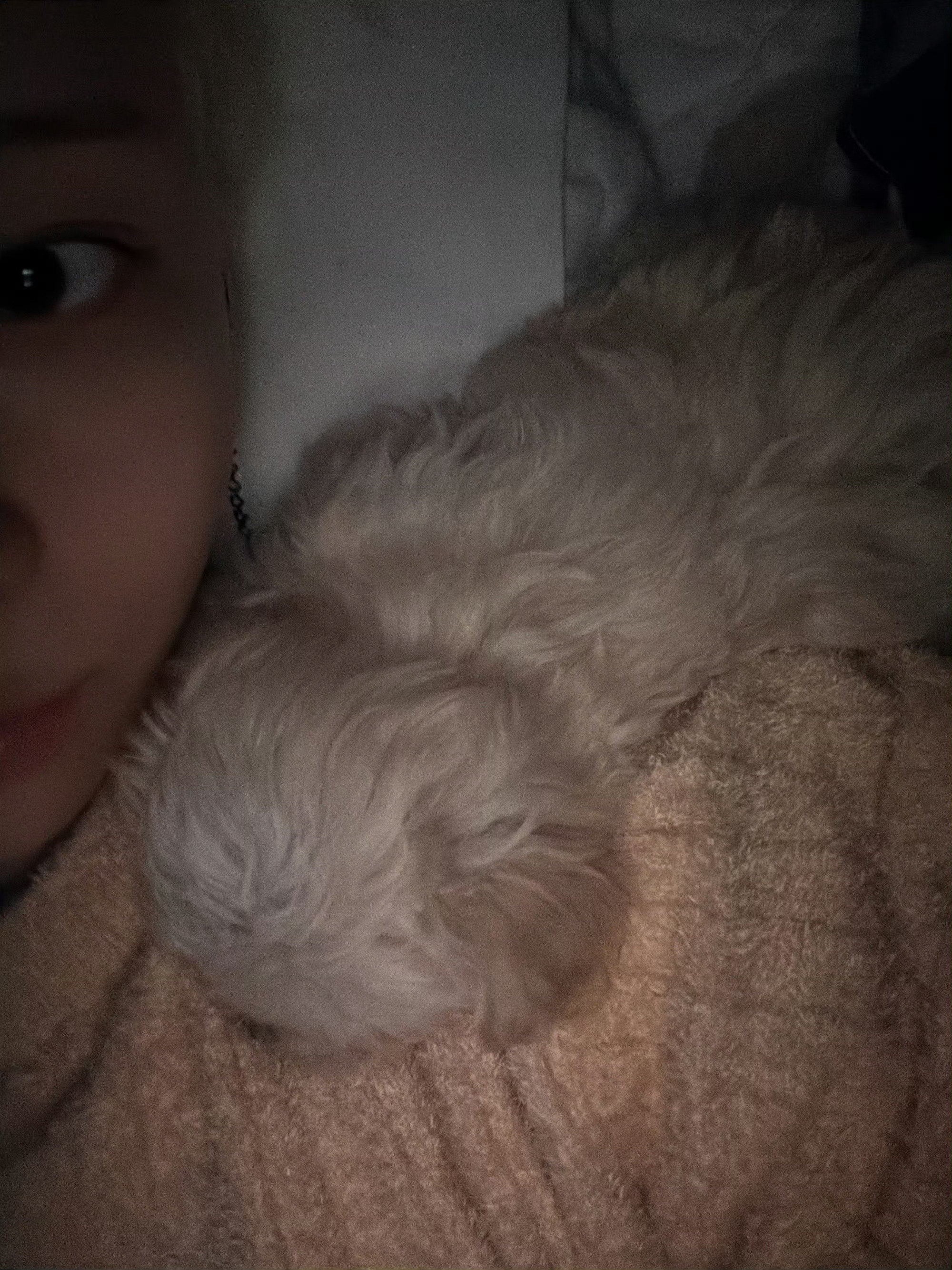 我家小狗养了一只小狗 